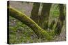 Laurisilva Forest, Laurus Azorica and Flowering Geraniums (Geranium Canariensis) Canary Islands-Relanzón-Stretched Canvas