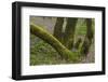 Laurisilva Forest, Laurus Azorica and Flowering Geraniums (Geranium Canariensis) Canary Islands-Relanzón-Framed Photographic Print
