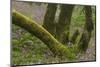 Laurisilva Forest, Laurus Azorica and Flowering Geraniums (Geranium Canariensis) Canary Islands-Relanzón-Mounted Photographic Print