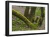 Laurisilva Forest, Laurus Azorica and Flowering Geraniums (Geranium Canariensis) Canary Islands-Relanzón-Framed Photographic Print