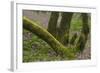 Laurisilva Forest, Laurus Azorica and Flowering Geraniums (Geranium Canariensis) Canary Islands-Relanzón-Framed Photographic Print