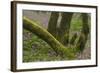 Laurisilva Forest, Laurus Azorica and Flowering Geraniums (Geranium Canariensis) Canary Islands-Relanzón-Framed Photographic Print