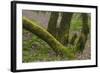 Laurisilva Forest, Laurus Azorica and Flowering Geraniums (Geranium Canariensis) Canary Islands-Relanzón-Framed Photographic Print