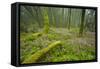 Laurisilva Forests, Azores Laurel and Flowering (Geranium Canariensis) Garajonay Np, Canary Islands-Relanzón-Framed Stretched Canvas