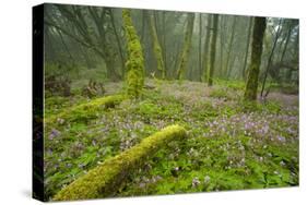 Laurisilva Forests, Azores Laurel and Flowering (Geranium Canariensis) Garajonay Np, Canary Islands-Relanzón-Stretched Canvas