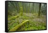 Laurisilva Forests, Azores Laurel and Flowering (Geranium Canariensis) Garajonay Np, Canary Islands-Relanzón-Framed Stretched Canvas
