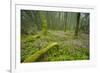 Laurisilva Forests, Azores Laurel and Flowering (Geranium Canariensis) Garajonay Np, Canary Islands-Relanzón-Framed Photographic Print