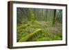 Laurisilva Forests, Azores Laurel and Flowering (Geranium Canariensis) Garajonay Np, Canary Islands-Relanzón-Framed Photographic Print