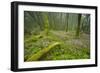 Laurisilva Forests, Azores Laurel and Flowering (Geranium Canariensis) Garajonay Np, Canary Islands-Relanzón-Framed Photographic Print