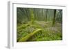 Laurisilva Forests, Azores Laurel and Flowering (Geranium Canariensis) Garajonay Np, Canary Islands-Relanzón-Framed Photographic Print