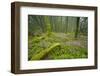 Laurisilva Forests, Azores Laurel and Flowering (Geranium Canariensis) Garajonay Np, Canary Islands-Relanzón-Framed Photographic Print