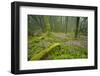 Laurisilva Forests, Azores Laurel and Flowering (Geranium Canariensis) Garajonay Np, Canary Islands-Relanzón-Framed Photographic Print