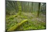 Laurisilva Forests, Azores Laurel and Flowering (Geranium Canariensis) Garajonay Np, Canary Islands-Relanzón-Mounted Photographic Print