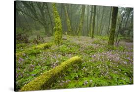 Laurisilva Forests, Azores Laurel and Flowering (Geranium Canariensis) Garajonay Np, Canary Islands-Relanzón-Stretched Canvas