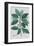 Laurus-Pierre Joseph Redoute-Framed Giclee Print