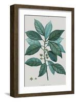 Laurus-Pierre Joseph Redoute-Framed Giclee Print