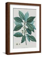 Laurus-Pierre Joseph Redoute-Framed Giclee Print