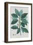 Laurus-Pierre Joseph Redoute-Framed Giclee Print