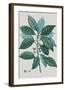 Laurus-Pierre Joseph Redoute-Framed Giclee Print