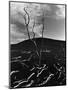 Lava and Tree, Hawaii, c. 1980-Brett Weston-Mounted Photographic Print