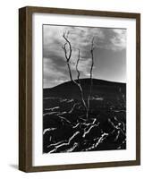 Lava and Tree, Hawaii, c. 1980-Brett Weston-Framed Photographic Print