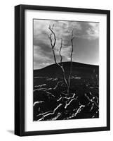 Lava and Tree, Hawaii, c. 1980-Brett Weston-Framed Photographic Print