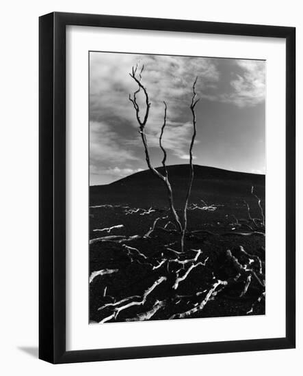 Lava and Tree, Hawaii, c. 1980-Brett Weston-Framed Photographic Print