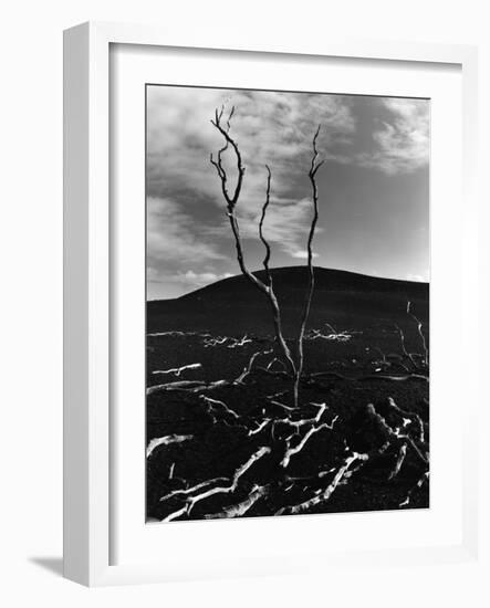 Lava and Tree, Hawaii, c. 1980-Brett Weston-Framed Photographic Print