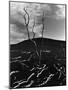 Lava and Tree, Hawaii, c. 1980-Brett Weston-Mounted Photographic Print