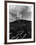 Lava and Tree, Hawaii, c. 1980-Brett Weston-Framed Photographic Print