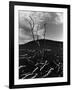 Lava and Tree, Hawaii, c. 1980-Brett Weston-Framed Photographic Print