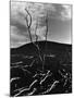 Lava and Tree, Hawaii, c. 1980-Brett Weston-Mounted Photographic Print