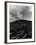 Lava and Tree, Hawaii, c. 1980-Brett Weston-Framed Photographic Print