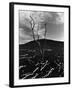 Lava and Tree, Hawaii, c. 1980-Brett Weston-Framed Photographic Print