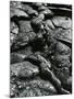 Lava, c. 1980-Brett Weston-Mounted Photographic Print