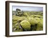 Lava Field Covered in Green Moss, South Iceland, Iceland, Polar Regions-Lee Frost-Framed Photographic Print