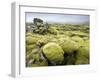 Lava Field Covered in Green Moss, South Iceland, Iceland, Polar Regions-Lee Frost-Framed Photographic Print