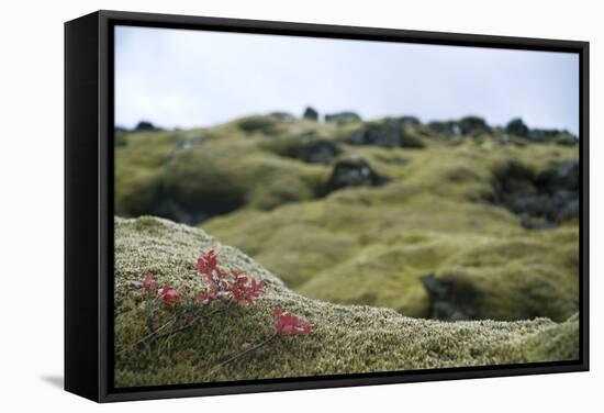 Lava Field, Moss, Iceland-Julia Wellner-Framed Stretched Canvas