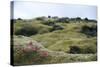 Lava Field, Moss, Iceland-Julia Wellner-Stretched Canvas