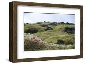 Lava Field, Moss, Iceland-Julia Wellner-Framed Photographic Print