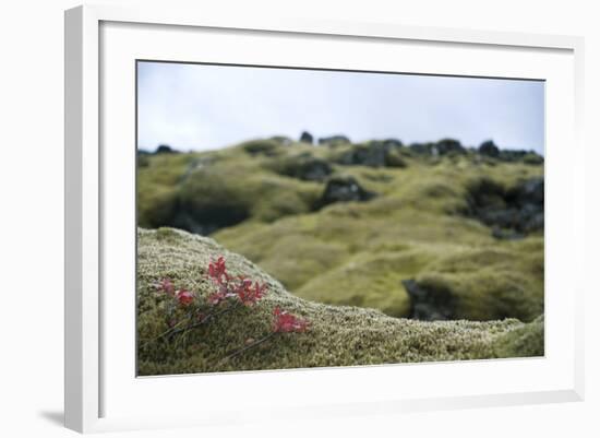 Lava Field, Moss, Iceland-Julia Wellner-Framed Photographic Print