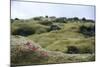 Lava Field, Moss, Iceland-Julia Wellner-Mounted Photographic Print