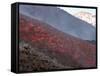 Lava Flow During Eruption of Mount Etna Volcano, Sicily, Italy-Stocktrek Images-Framed Stretched Canvas