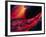 Lava Flow-Brad Lewis-Framed Photographic Print