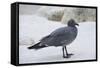 Lava Gull (Leucophaeus Fuliginosus)-G and M Therin-Weise-Framed Stretched Canvas