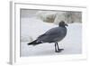 Lava Gull (Leucophaeus Fuliginosus)-G and M Therin-Weise-Framed Photographic Print