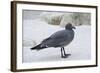 Lava Gull (Leucophaeus Fuliginosus)-G and M Therin-Weise-Framed Photographic Print