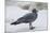 Lava Gull (Leucophaeus Fuliginosus)-G and M Therin-Weise-Mounted Photographic Print