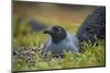 Lava gull on nest, Mosquera Islet, Galapagos, South America-Tui De Roy-Mounted Photographic Print