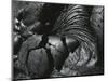 Lava, Hawaii, 1982-Brett Weston-Mounted Photographic Print